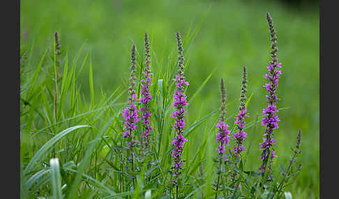 Blut-Weiderich (Lythrum salicaria)