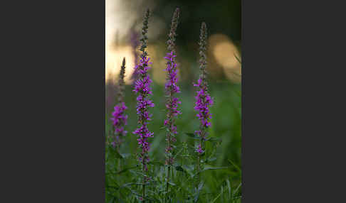 Blut-Weiderich (Lythrum salicaria)