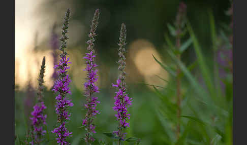 Blut-Weiderich (Lythrum salicaria)