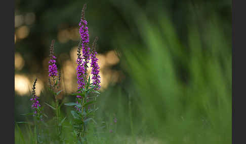 Blut-Weiderich (Lythrum salicaria)