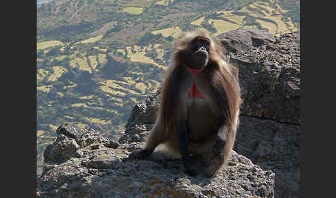 Blutbrustpavian (Theropithecus gelada)