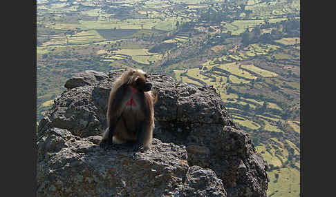 Blutbrustpavian (Theropithecus gelada)