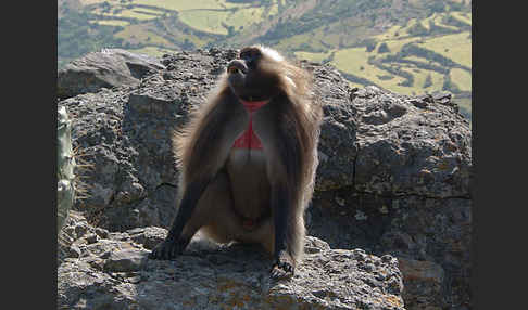 Blutbrustpavian (Theropithecus gelada)