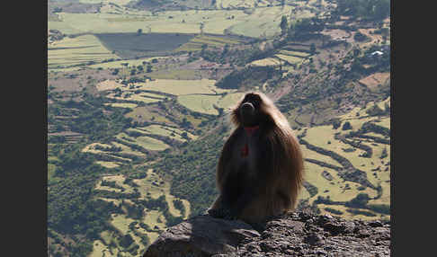 Blutbrustpavian (Theropithecus gelada)