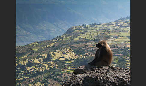 Blutbrustpavian (Theropithecus gelada)