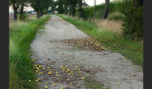 Feldweg (path)