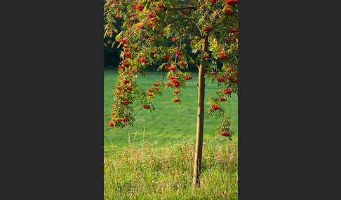 Eberesche (Sorbus aucuparia)