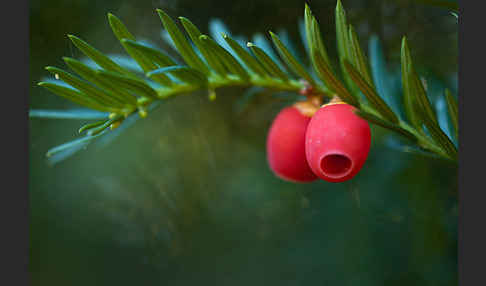 Eibe (Taxus baccata)