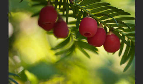 Eibe (Taxus baccata)