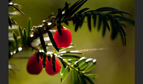 Eibe (Taxus baccata)