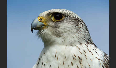 Gerfalke (Falco rusticolus)