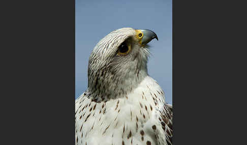 Gerfalke (Falco rusticolus)