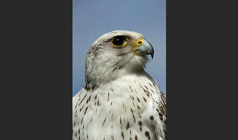 Gerfalke (Falco rusticolus)