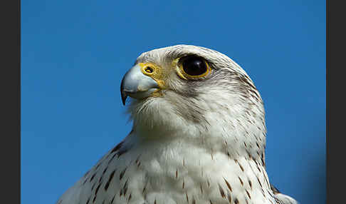 Gerfalke (Falco rusticolus)