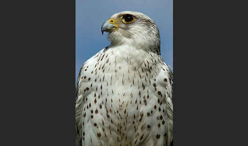 Gerfalke (Falco rusticolus)