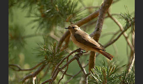 Gartenrotschwanz (Phoenicurus phoenicurus)