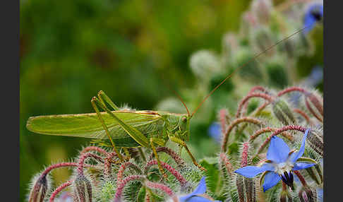 Großes Heupferd (Tettigonia viridissima)