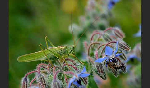 Großes Heupferd (Tettigonia viridissima)