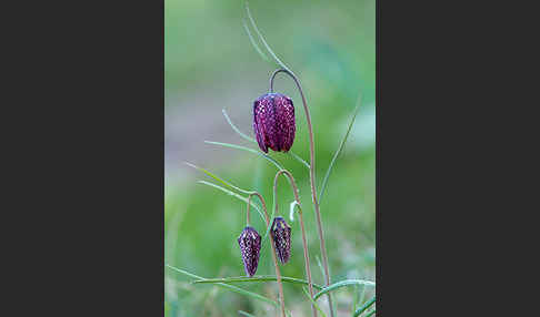 Schachblume (Fritillaria meleagris)