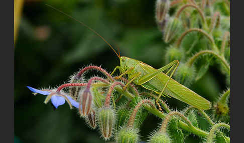 Großes Heupferd (Tettigonia viridissima)