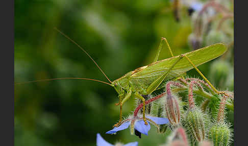 Großes Heupferd (Tettigonia viridissima)