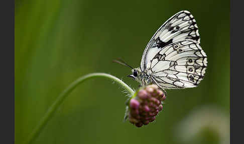 Schachbrett (Melanargia galathea)