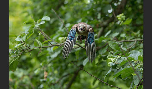 Eichelhäher (Garrulus glandarius)