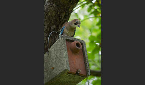 Eichelhäher (Garrulus glandarius)