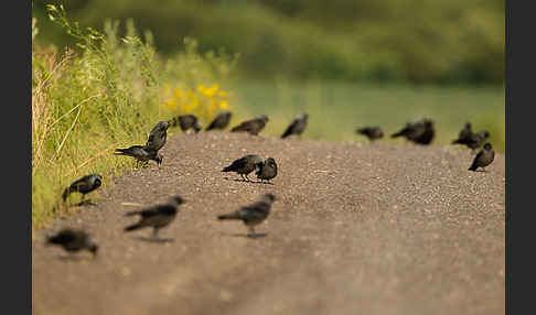 Dohle (Corvus monedula)