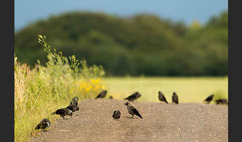 Dohle (Corvus monedula)