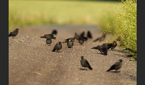 Dohle (Corvus monedula)