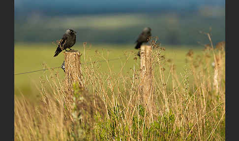 Dohle (Corvus monedula)