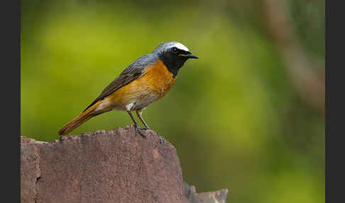 Gartenrotschwanz (Phoenicurus phoenicurus)