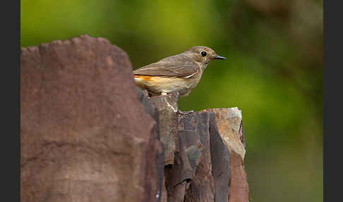 Gartenrotschwanz (Phoenicurus phoenicurus)