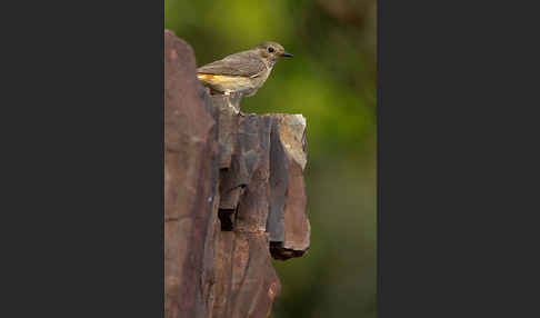 Gartenrotschwanz (Phoenicurus phoenicurus)