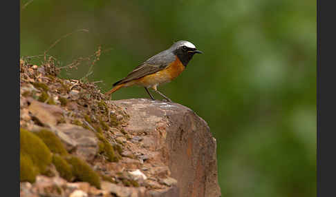 Gartenrotschwanz (Phoenicurus phoenicurus)