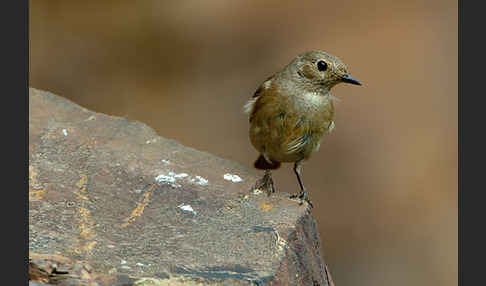 Gartenrotschwanz (Phoenicurus phoenicurus)