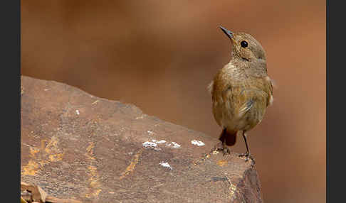 Gartenrotschwanz (Phoenicurus phoenicurus)