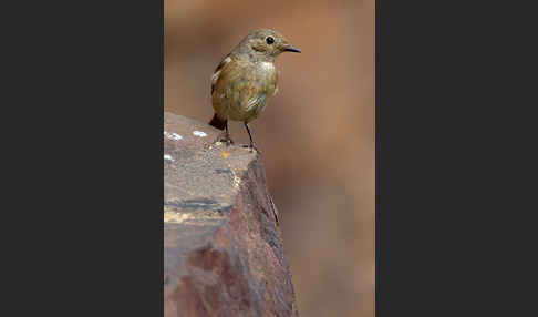 Gartenrotschwanz (Phoenicurus phoenicurus)