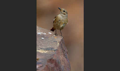 Gartenrotschwanz (Phoenicurus phoenicurus)