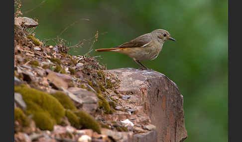 Gartenrotschwanz (Phoenicurus phoenicurus)