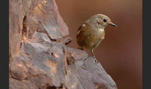 Gartenrotschwanz (Phoenicurus phoenicurus)