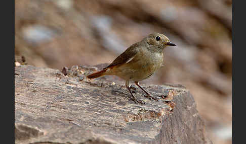 Gartenrotschwanz (Phoenicurus phoenicurus)