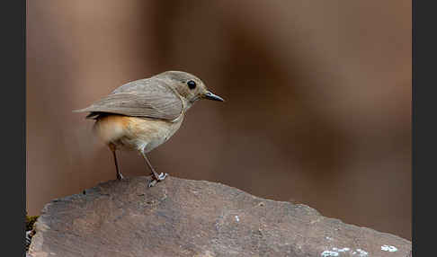 Gartenrotschwanz (Phoenicurus phoenicurus)