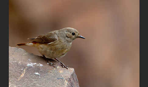 Gartenrotschwanz (Phoenicurus phoenicurus)