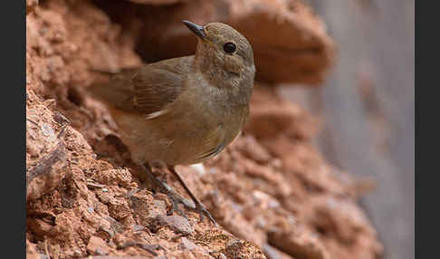 Gartenrotschwanz (Phoenicurus phoenicurus)