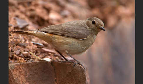 Gartenrotschwanz (Phoenicurus phoenicurus)