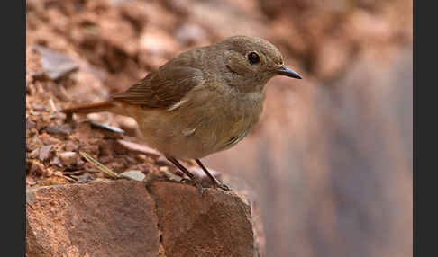 Gartenrotschwanz (Phoenicurus phoenicurus)