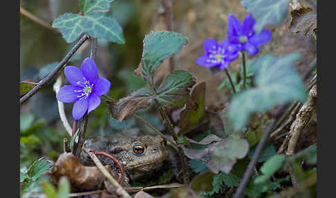 Erdkröte (Bufo bufo)