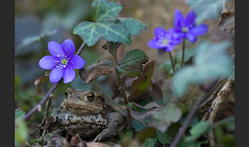 Erdkröte (Bufo bufo)